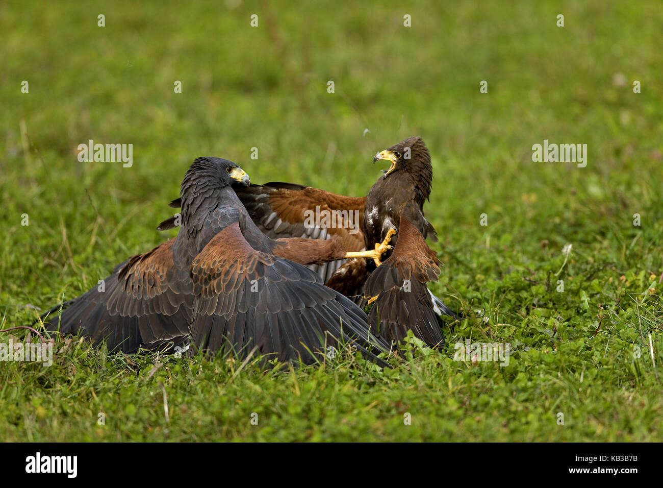 Wild buzzards, Parabuteo unicinctus, fight, rivalry, Stock Photo