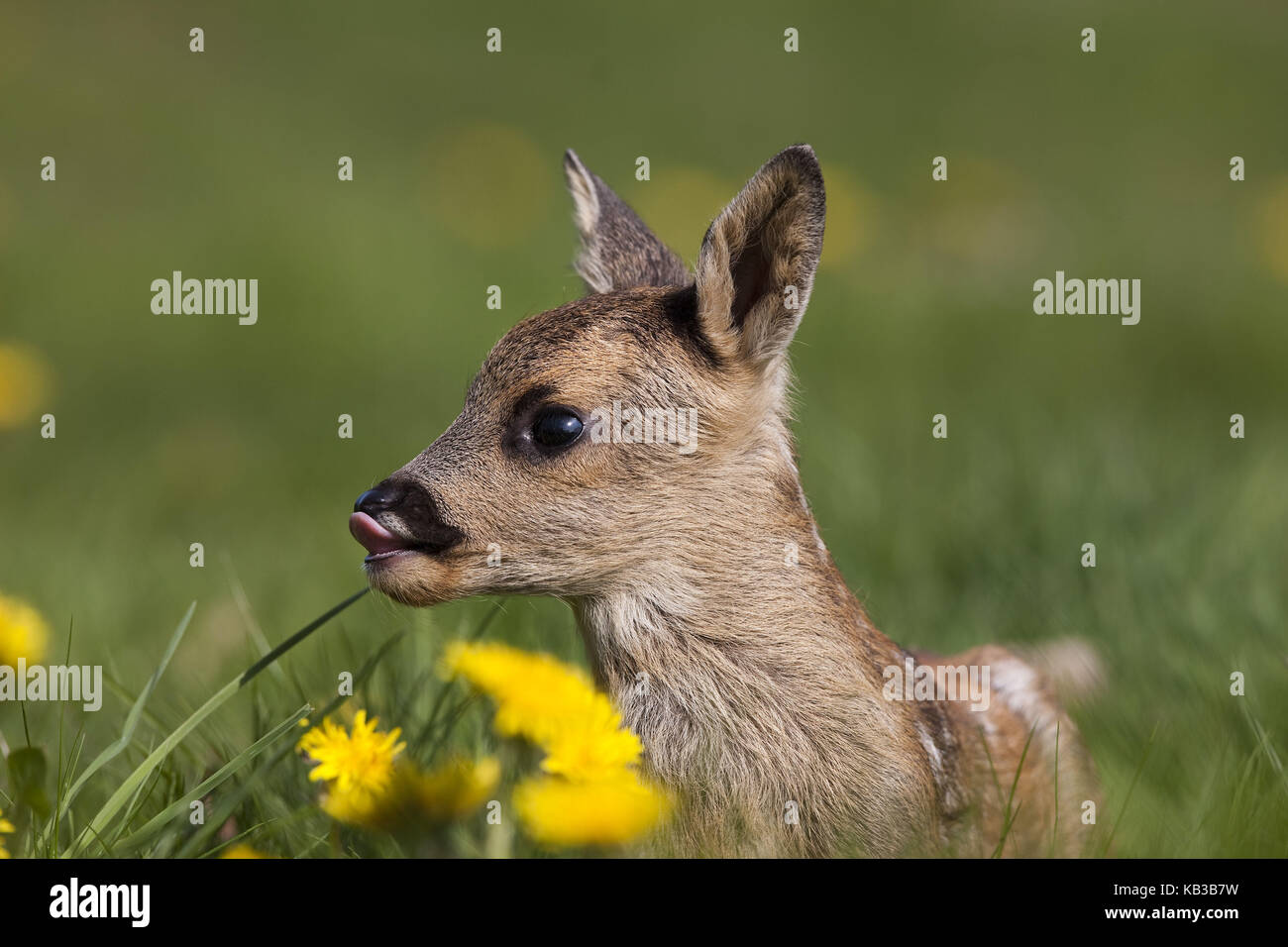 Fawn, Capreolus capreolus, flower meadow, medium close-up, Stock Photo