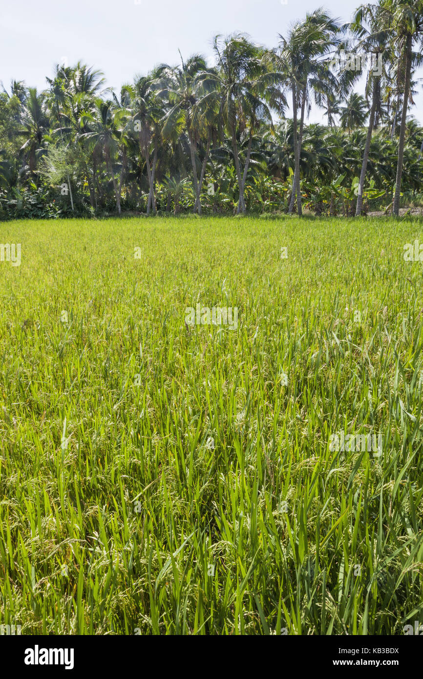 Vietnam, Mui Ne, journey field, Stock Photo