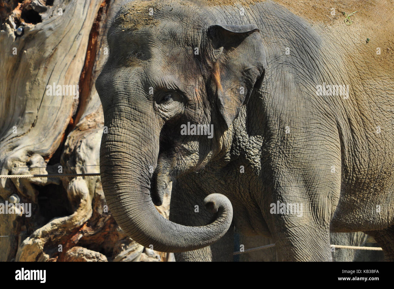 Zoo, elephant, Stock Photo