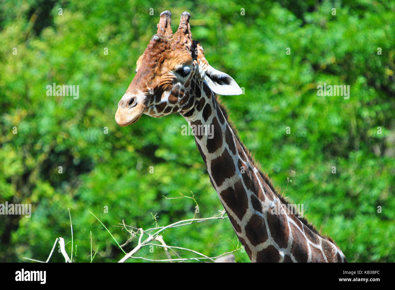 Giraffe land hi-res stock photography and images - Alamy
