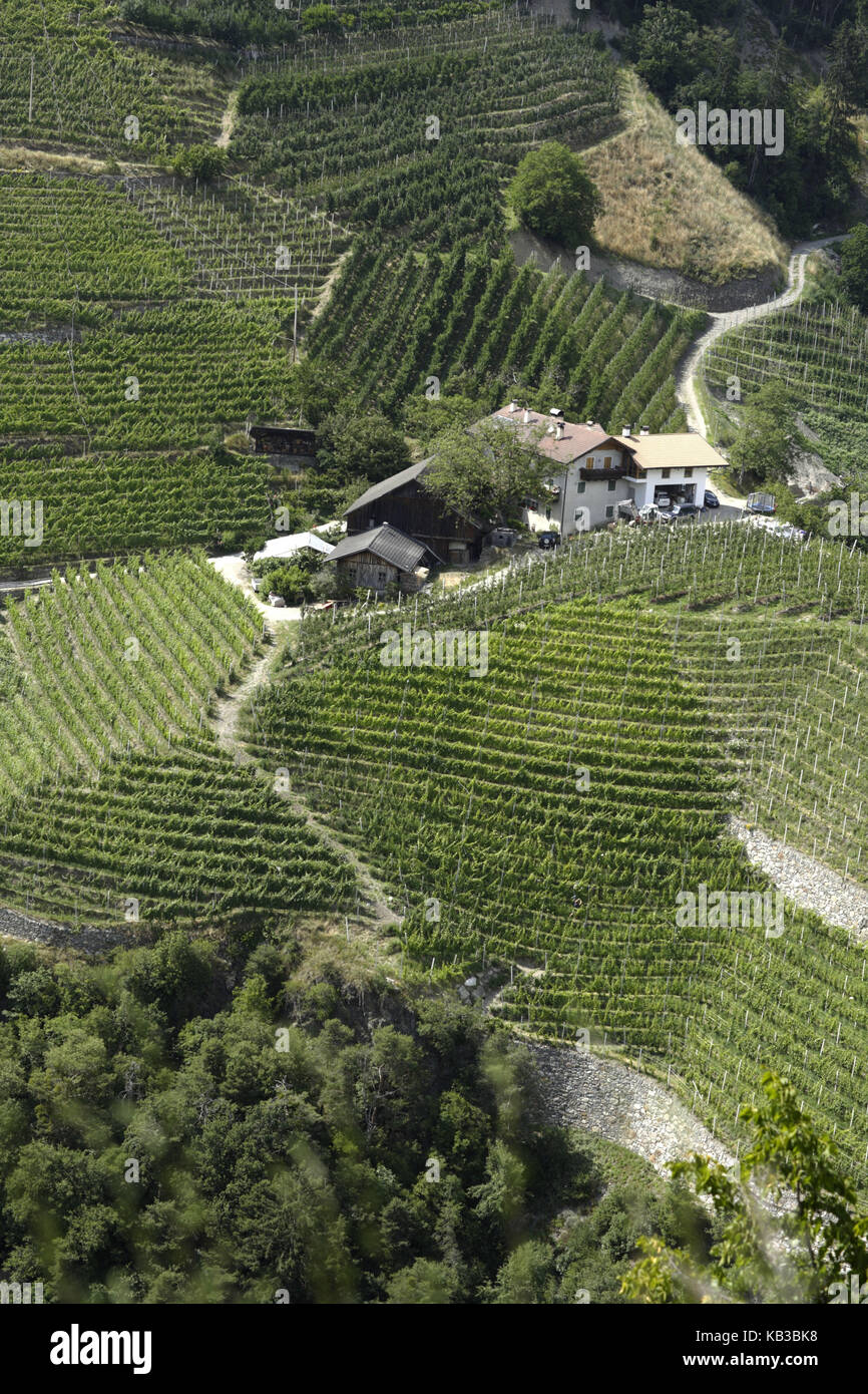 Vineyards in Klauses, Eisacktal, Bolzano, South Tirol, Italy, Stock Photo