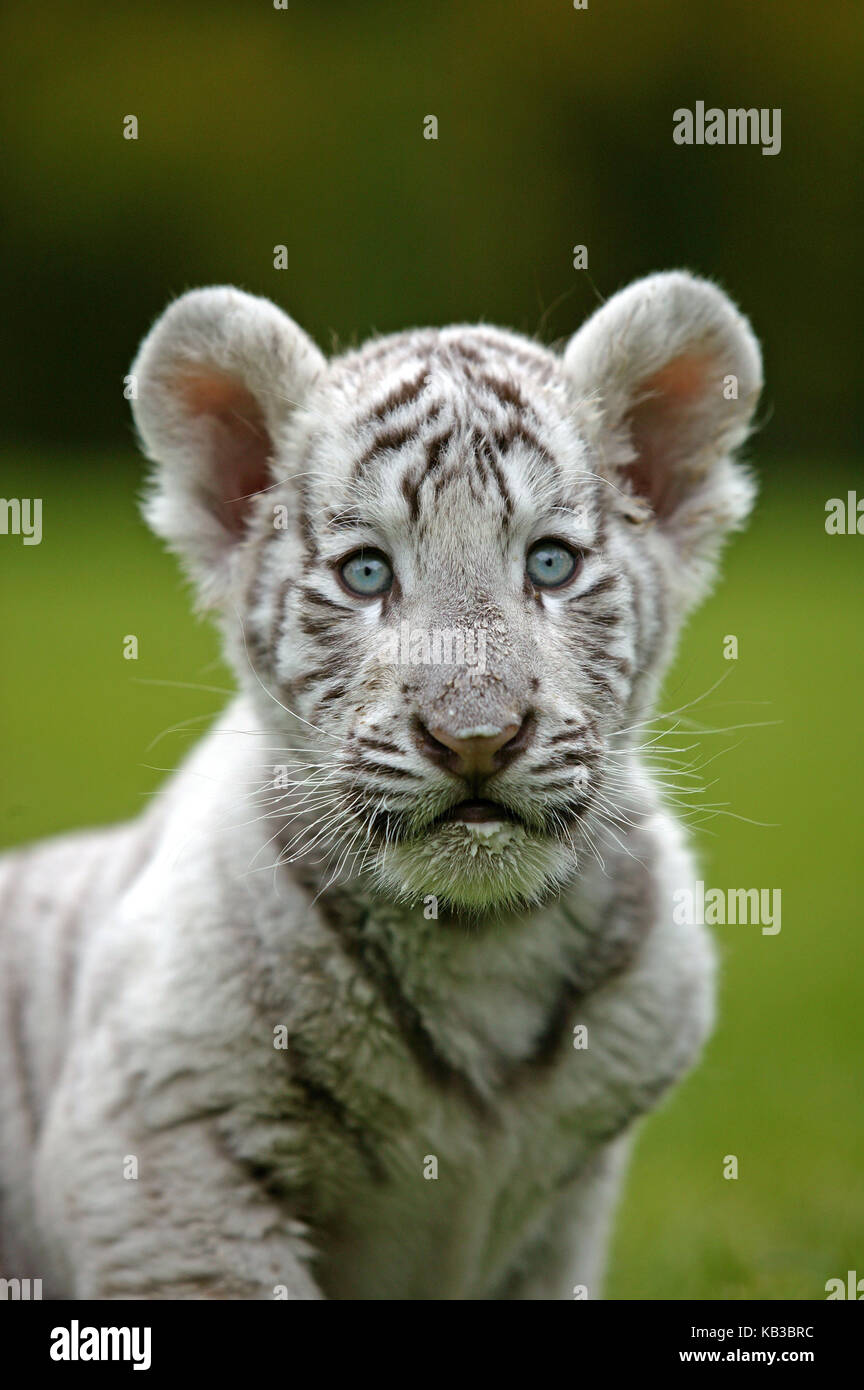 White tiger, Panthera tigris, young animal, portrait Stock Photo - Alamy, image size:864x1390