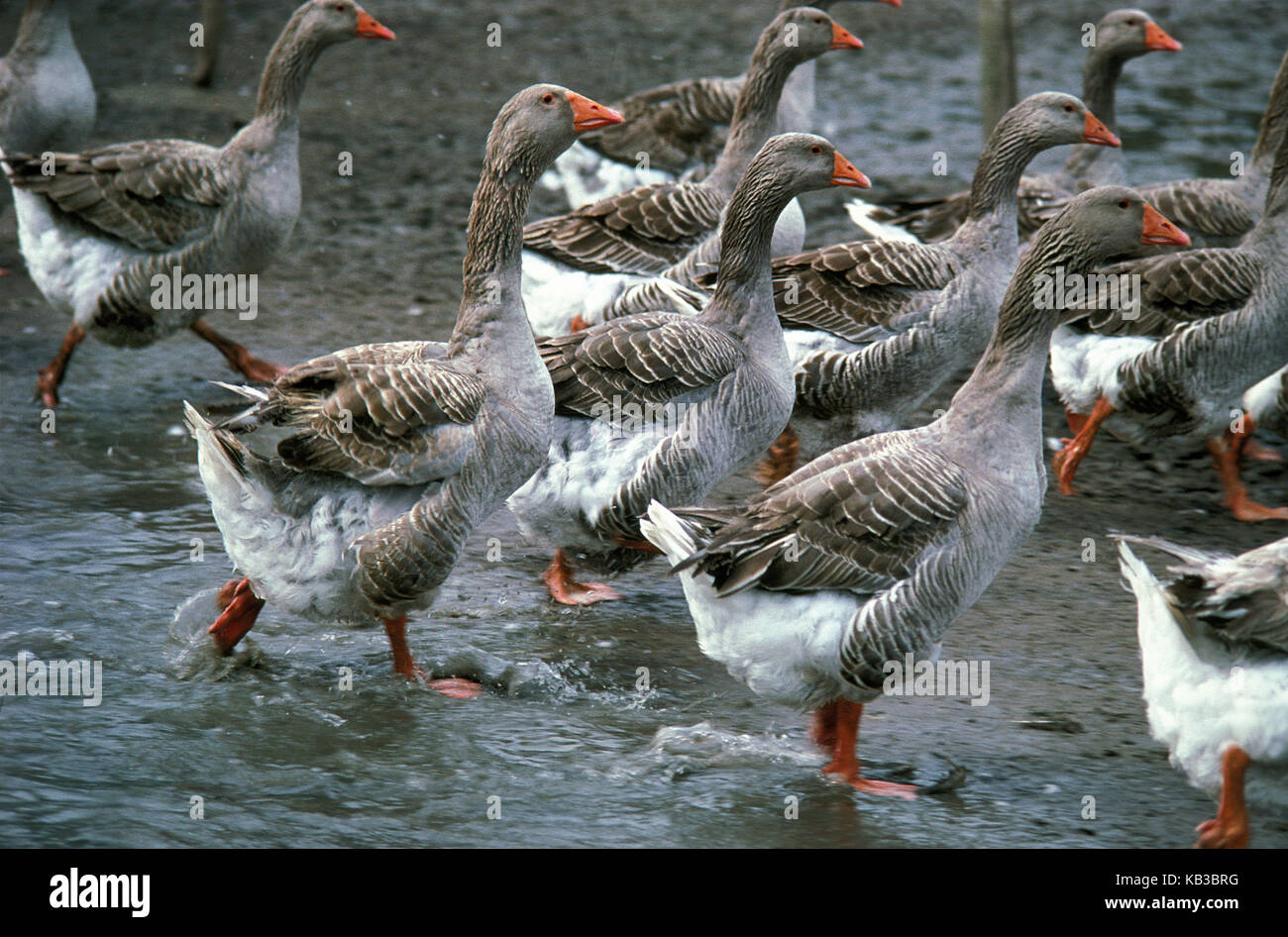 Of Toulouser geese, fowl race to the production by goose liver pie in France is bred, Stock Photo