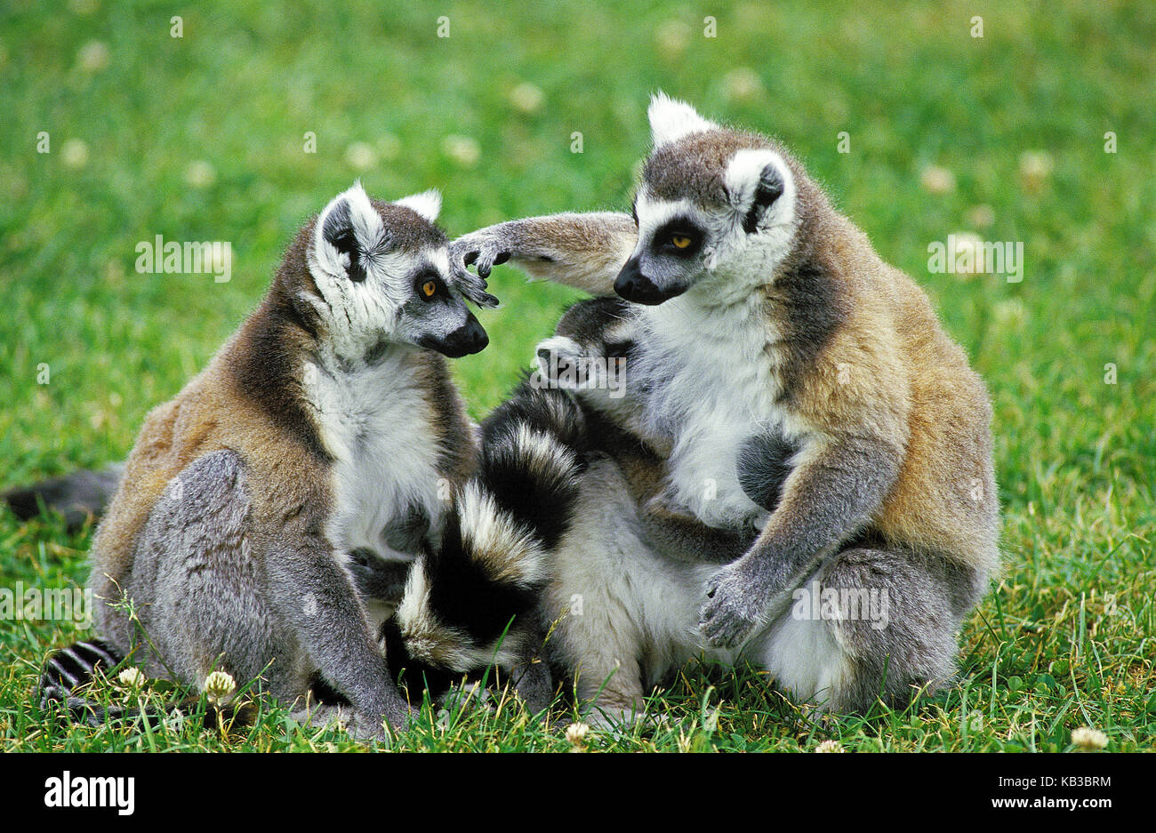 Kattas, Lemur catta, meadow, sit, Stock Photo