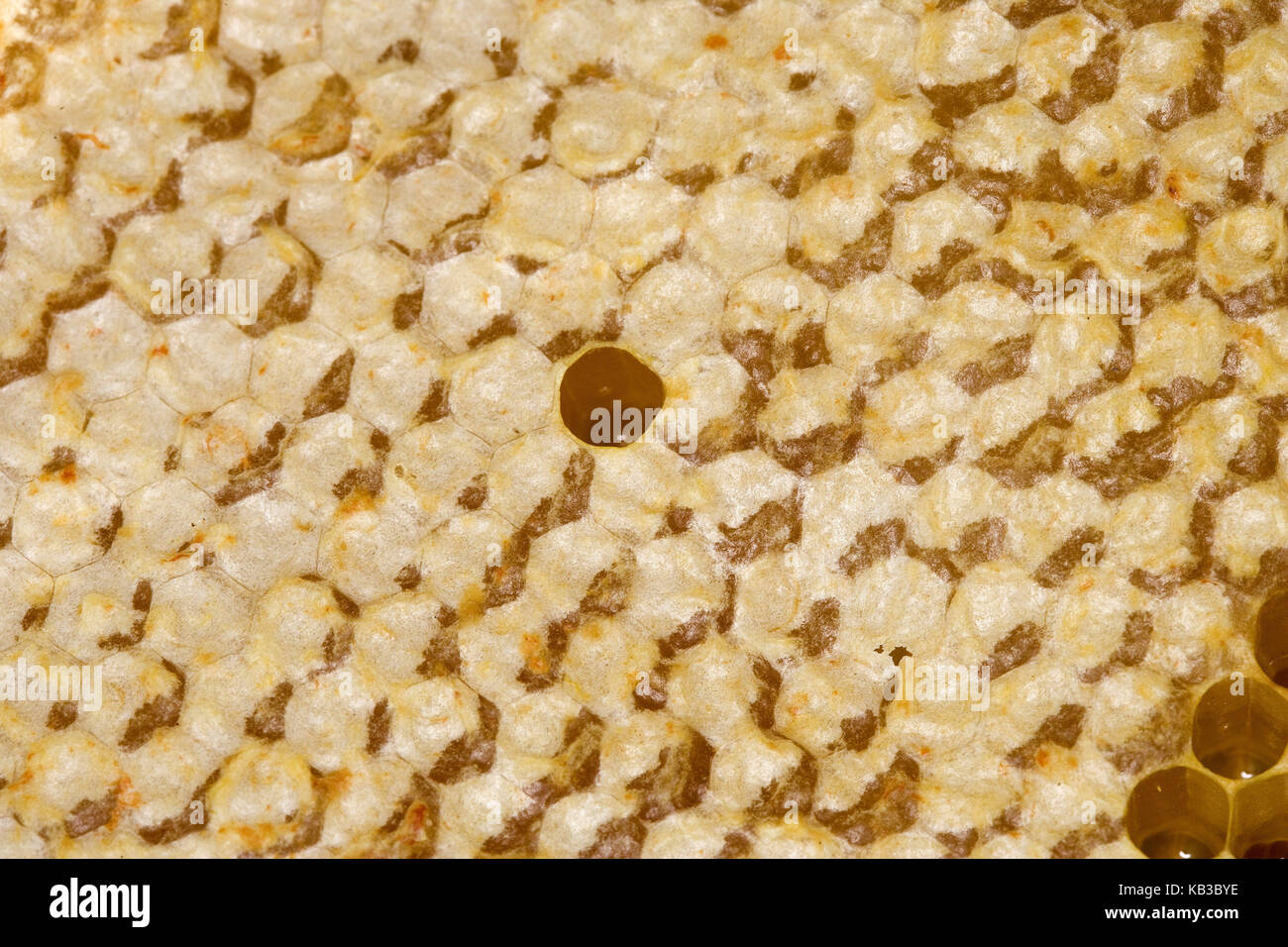 Beehive, honeycombs, medium close-up, Stock Photo