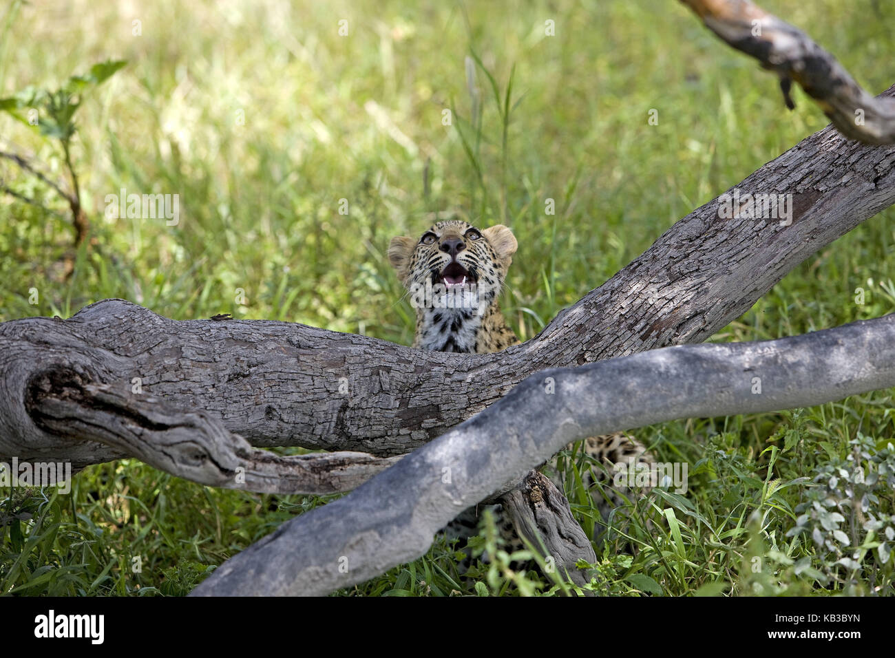 Leopard, Panthera pardus, young animal, 4 month-old, view upwards, Namibia, Stock Photo