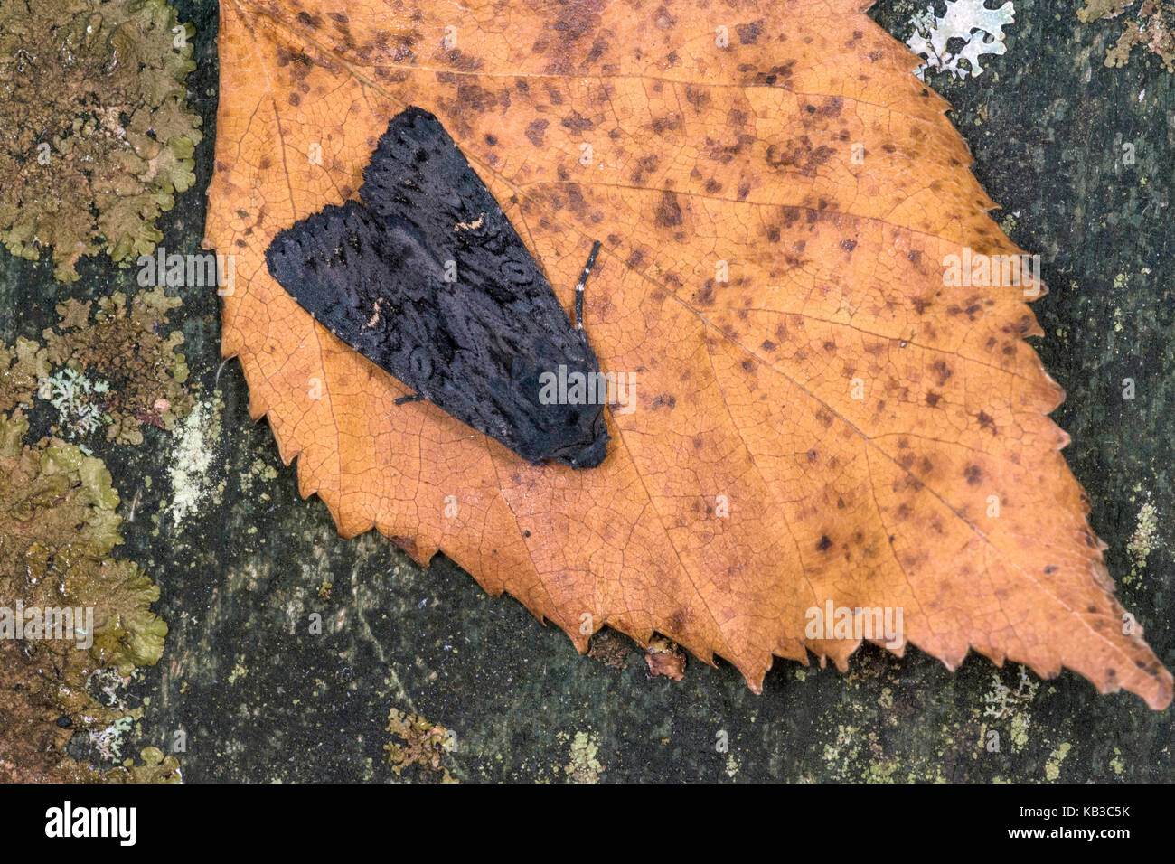 Garden Moth resting after being caught in a Moth Trap. Stock Photo