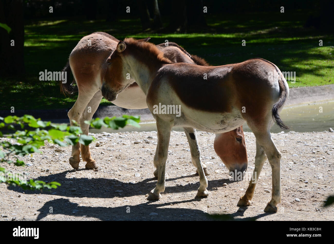 Half Dog Key Zoo, Kiang, half donkey Stock Photo - Alamy