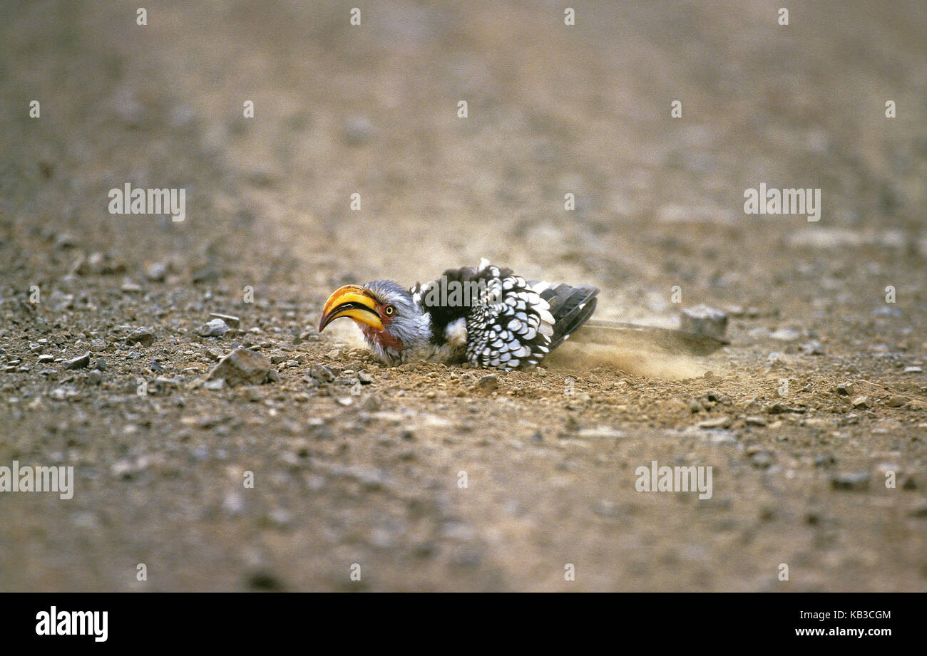 Eastern Gelbschnabeltoko, Tockus flavirostris, floor, Sand, dust bath, Kenya, Stock Photo