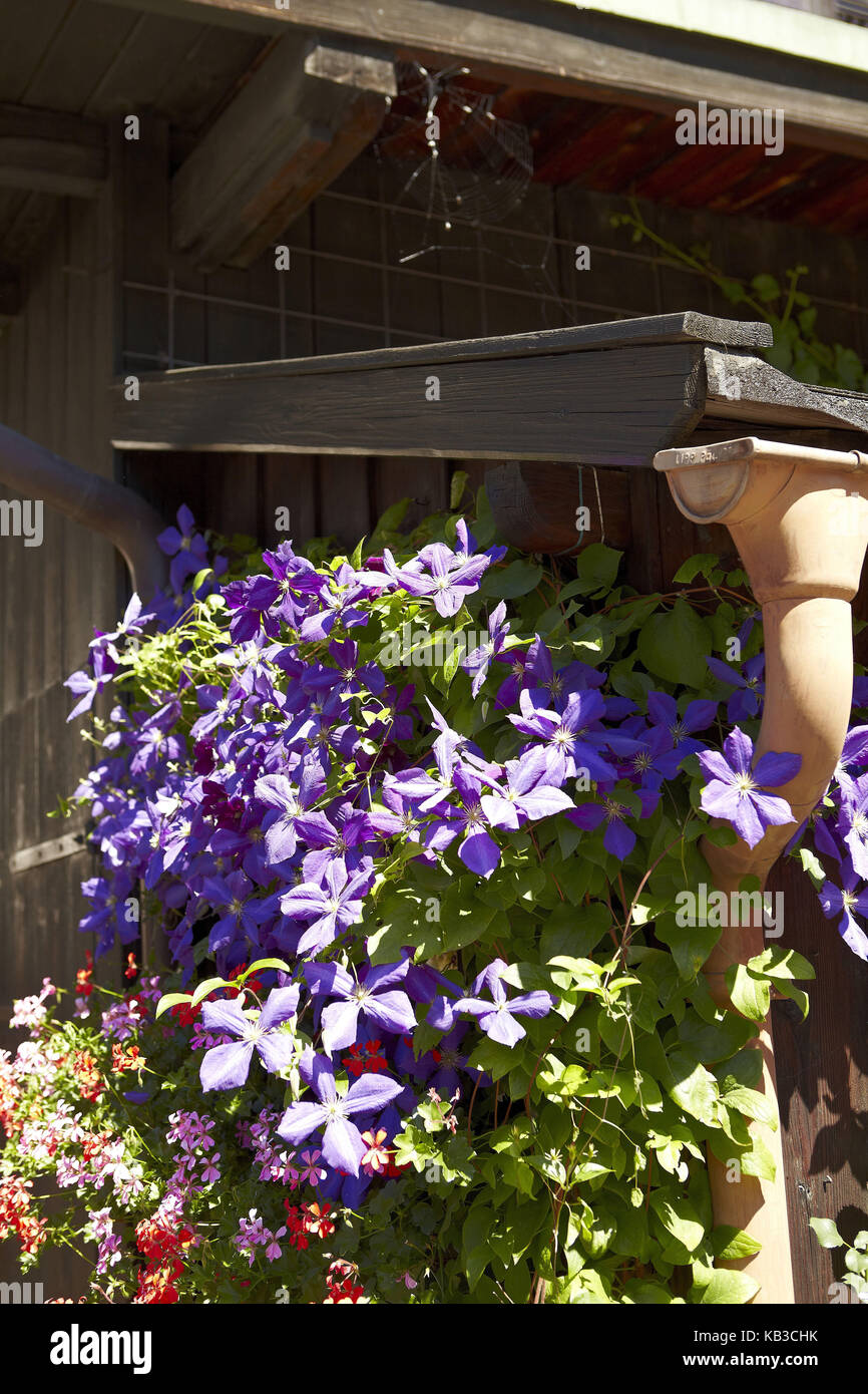 Clematis house hires stock photography and images Alamy