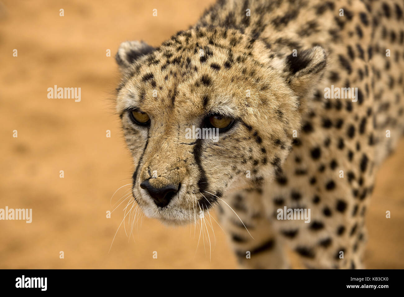 Cheetah, Acinonyx jubatus, hunt, medium close-up, Namibia, Stock Photo