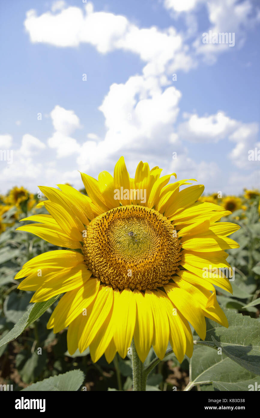 Sunflower, Helianthus annuus, sunflower field, Romania, Europe, Stock Photo