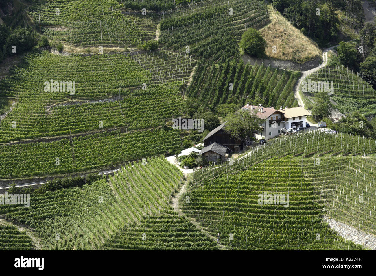 Vineyards in Klauses, Eisacktal, Bolzano, South Tirol, Italy, Stock Photo