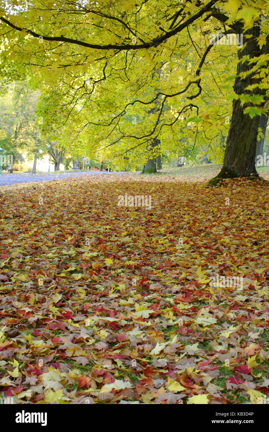 Autumnal park, Stock Photo