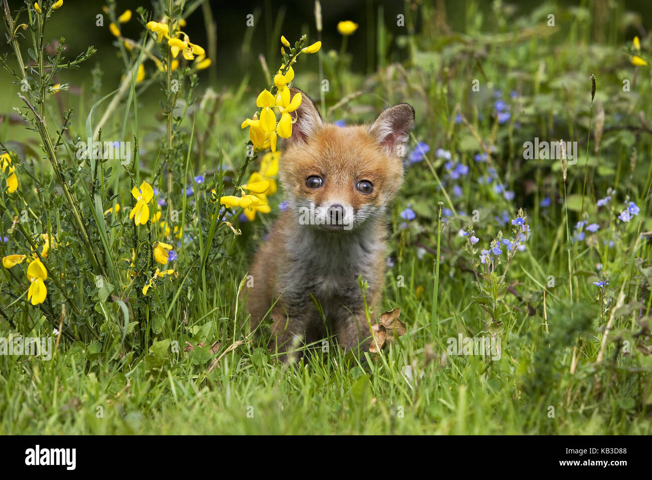 Red fox, Vulpes vulpes, young animal sits in flower meadow, Stock Photo