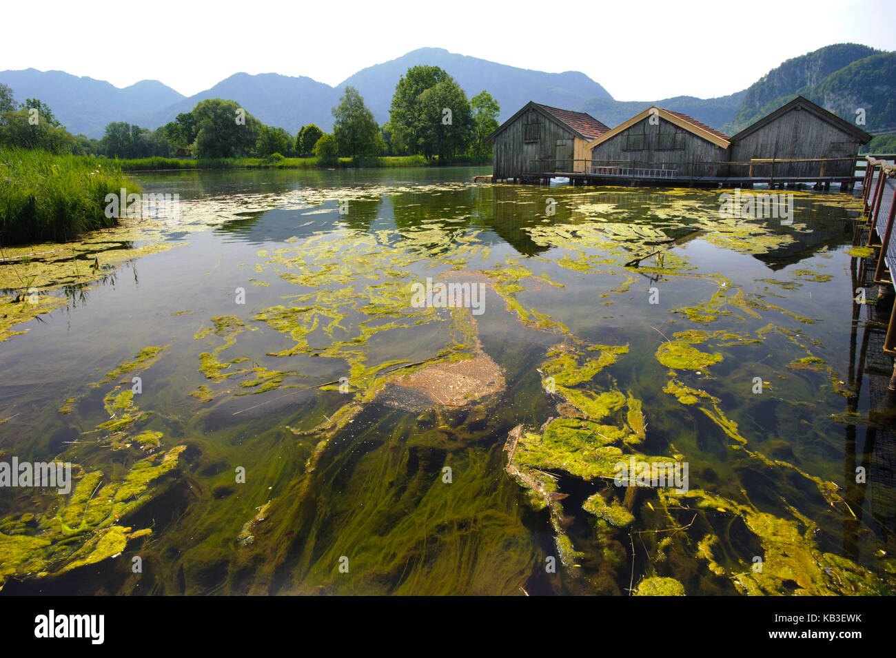 Alga pest in the Kochelsee, caused by algae overfertilization on the shore near Schlehdorf, Stock Photo
