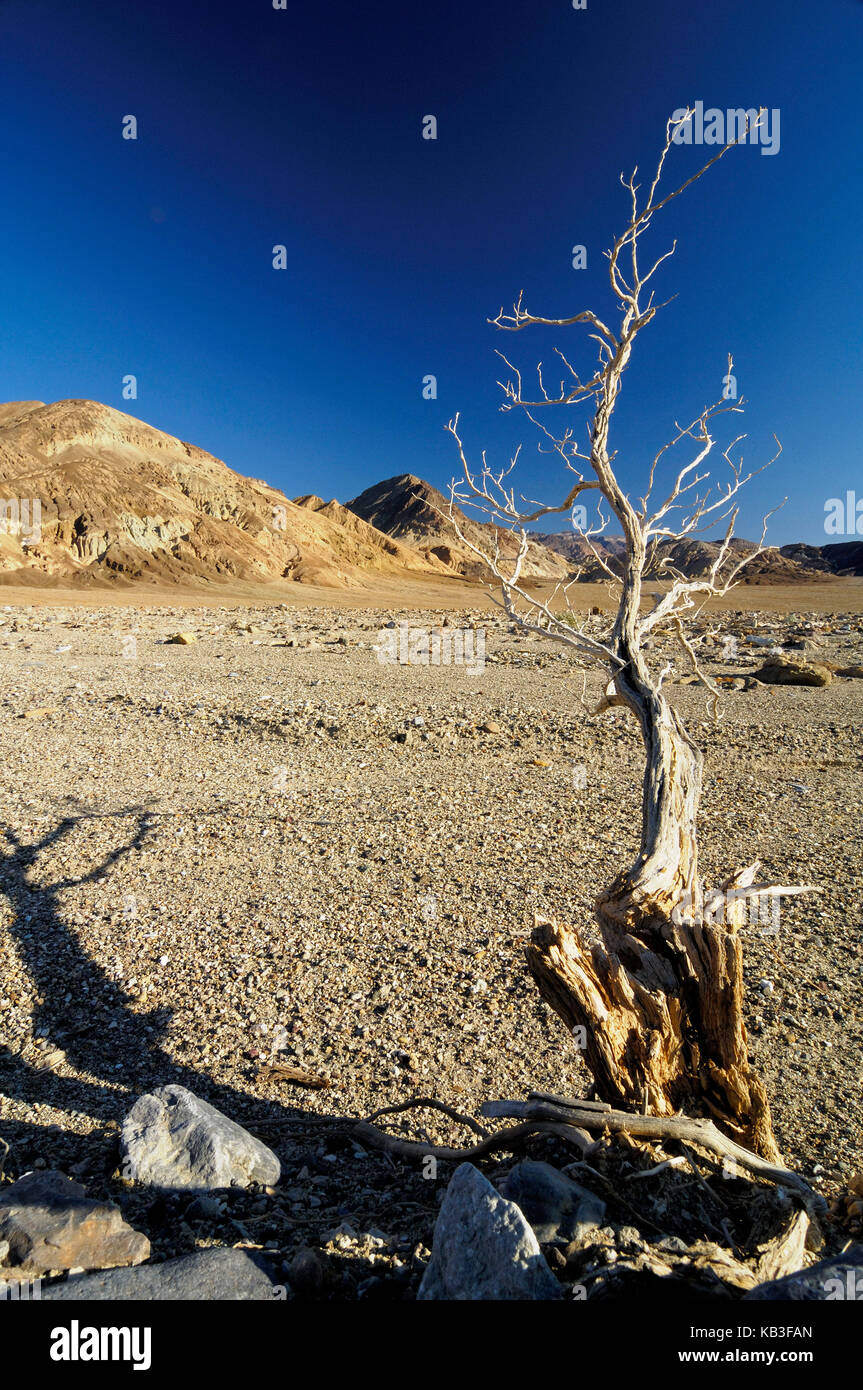 Dry tree in the Death Valley, the USA, Stock Photo