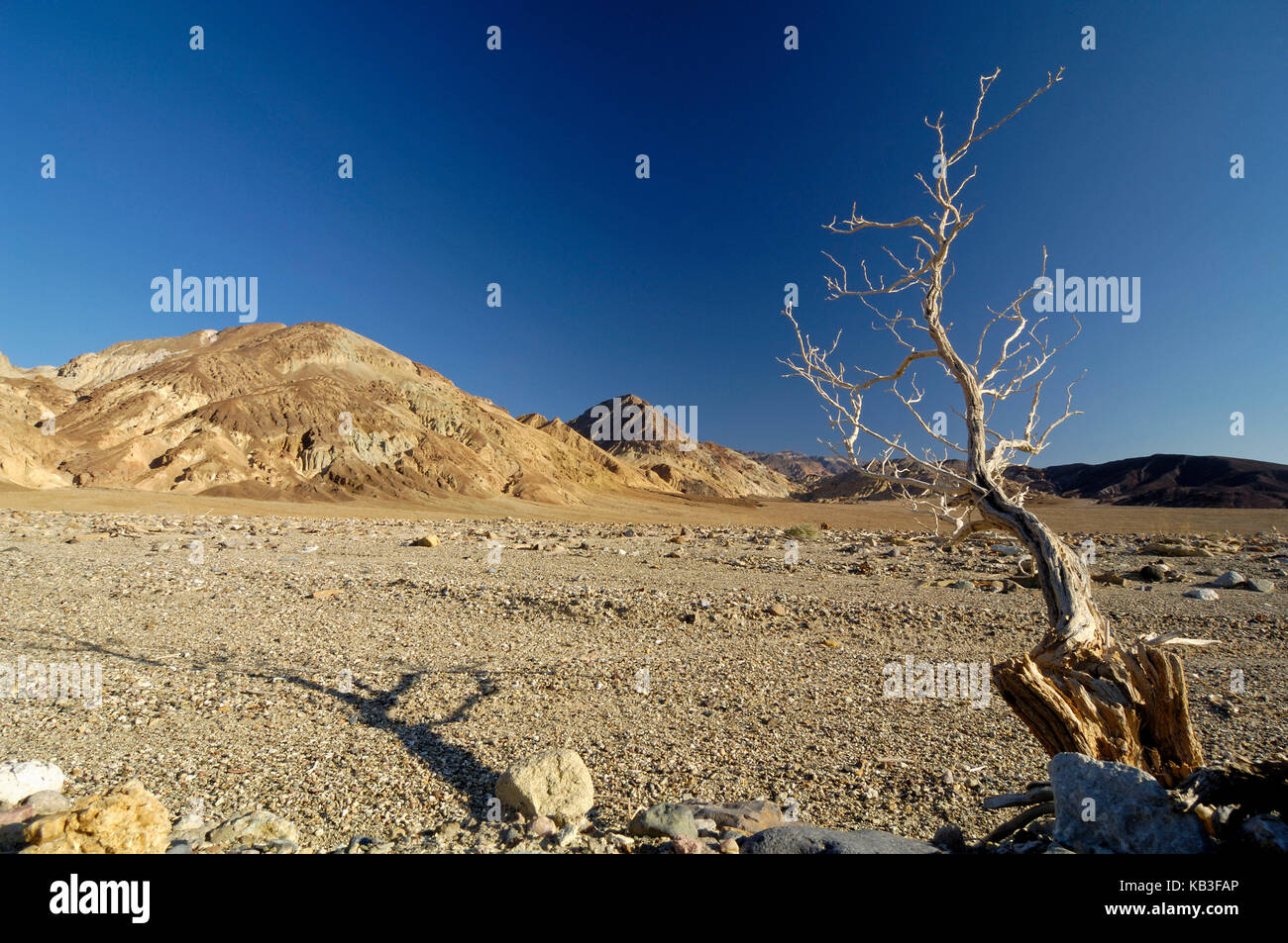 Dry tree in the Death Valley, the USA, Stock Photo