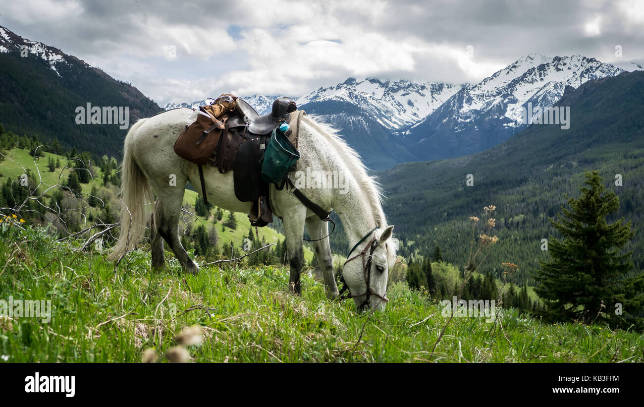 White horse grazing in the alpine meadows in early spring. View back towards the Dickson Range. (South Chilcotin Mountain Park, BC, Canada) Stock Photo