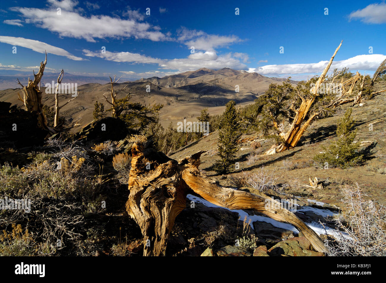 Bristlecone Pines in the White Mountains, the USA, Stock Photo