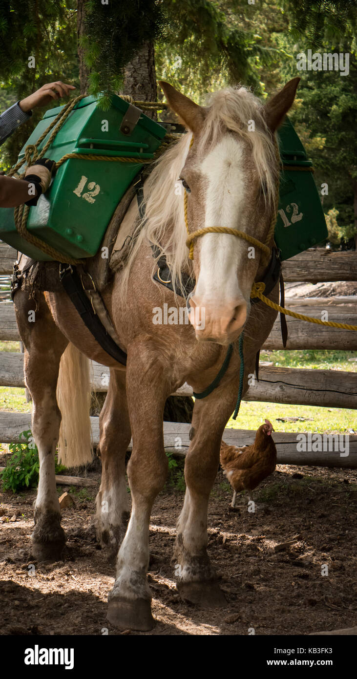 A strawberry roan colored pack horse waiting for the guide to finish packing the boxes/panniers. (On a guest ranch in British Columbia, Canada) Stock Photo