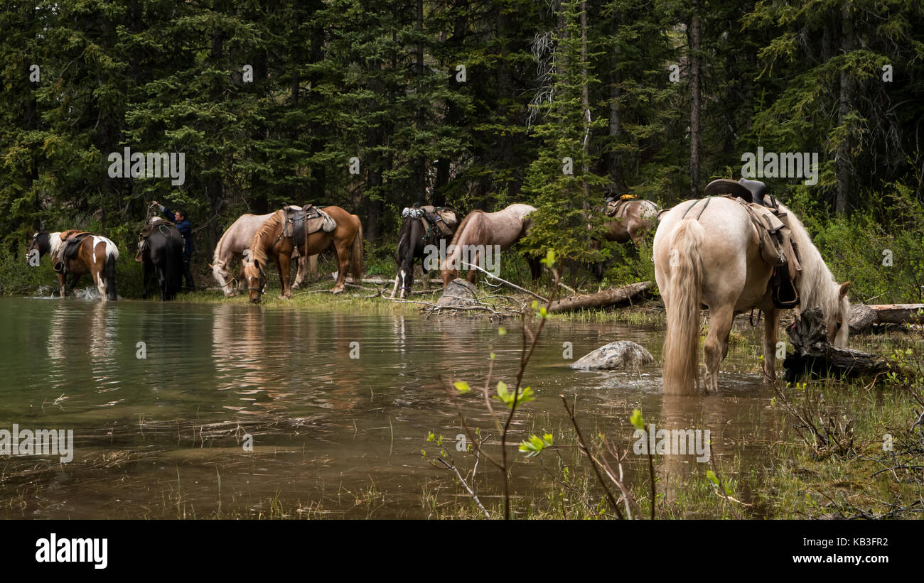 Horses grazing and drinking at a pond on a trail ride through the wilderness (South Chilcotin Mountain Park, BC, Canada). Stock Photo