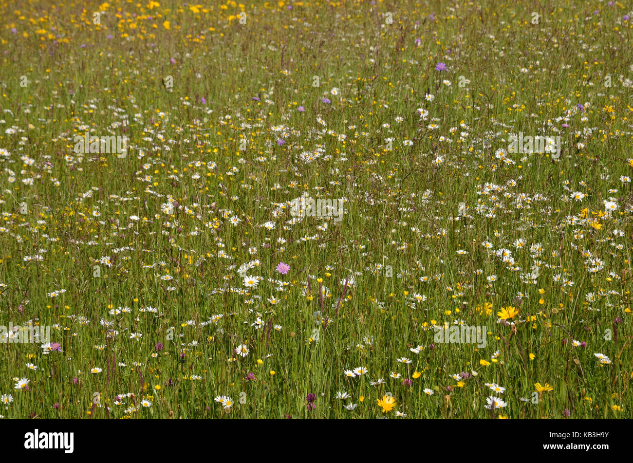 Flora, mountain pasture, Alpine flower meadow, spruce forest, Stock Photo