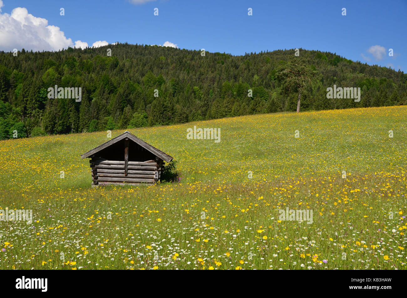 Flora, mountain pasture, Alpine flower meadow, spruce forest, Stock Photo