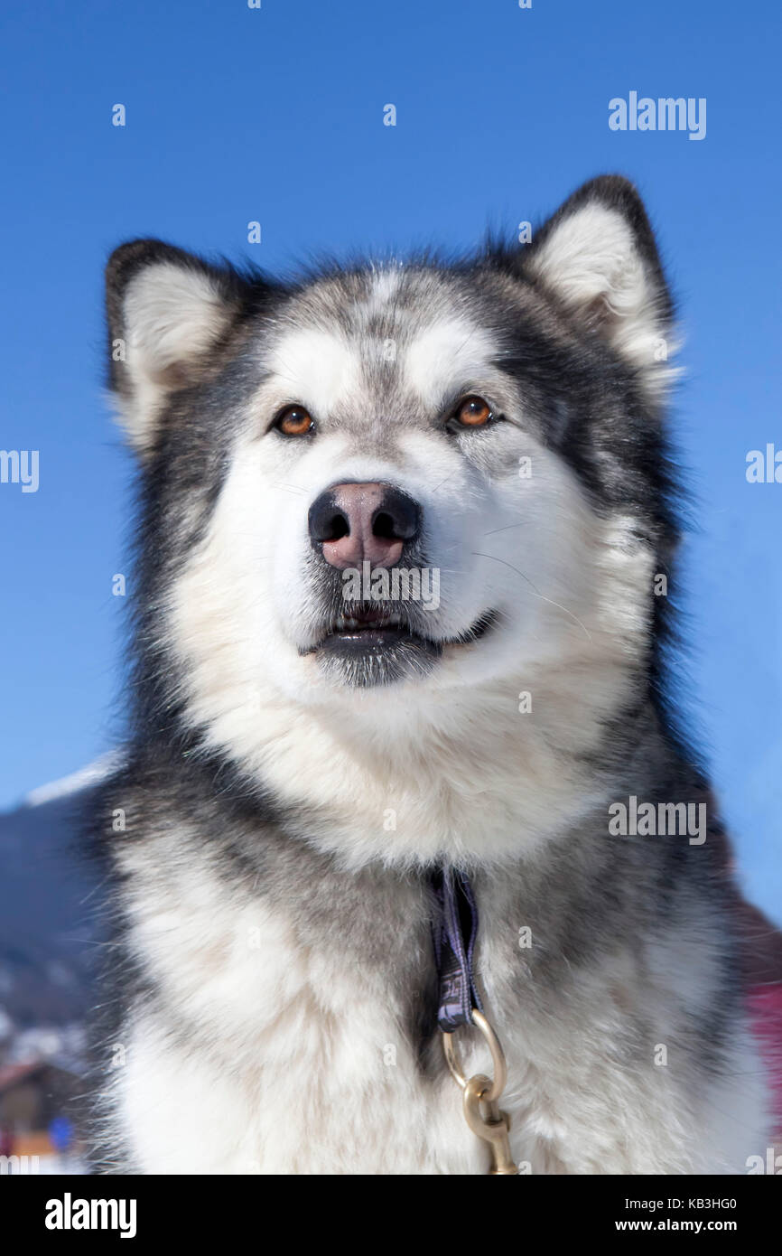 sledge dog, Alaskan Malamute, portrait, Stock Photo