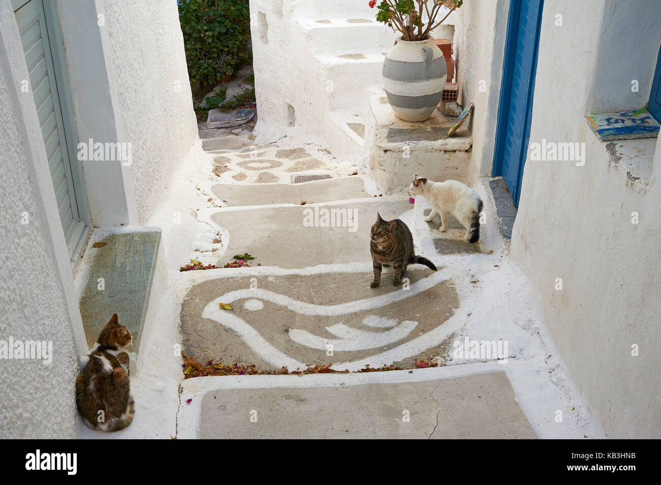 Three cats, Serifos, Greece, Europe, Stock Photo
