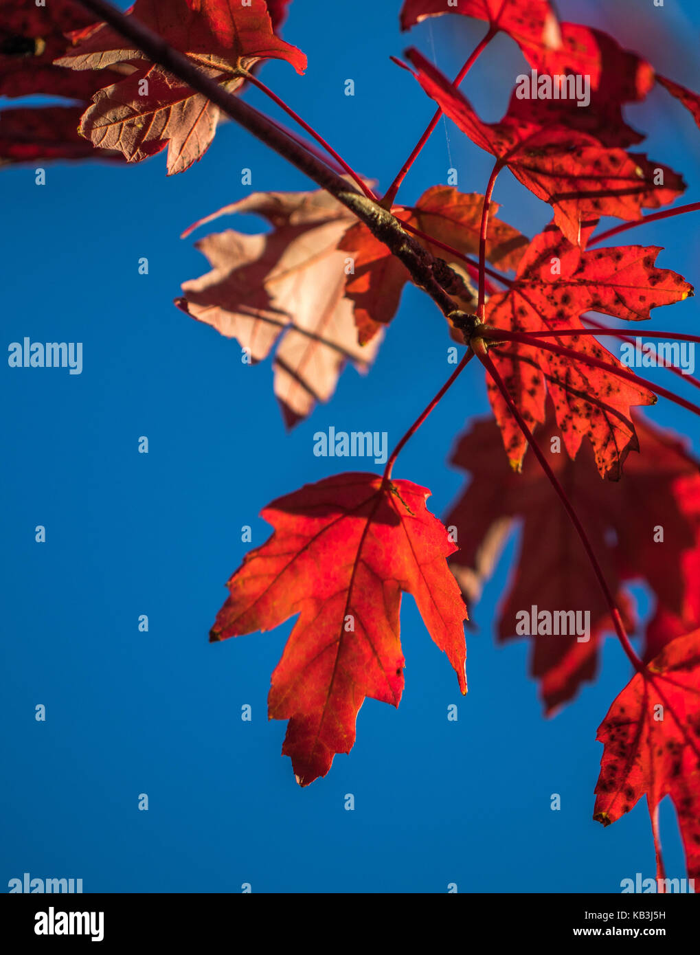 Vertical photo of red maple leaves on a branch against a blue sky ...