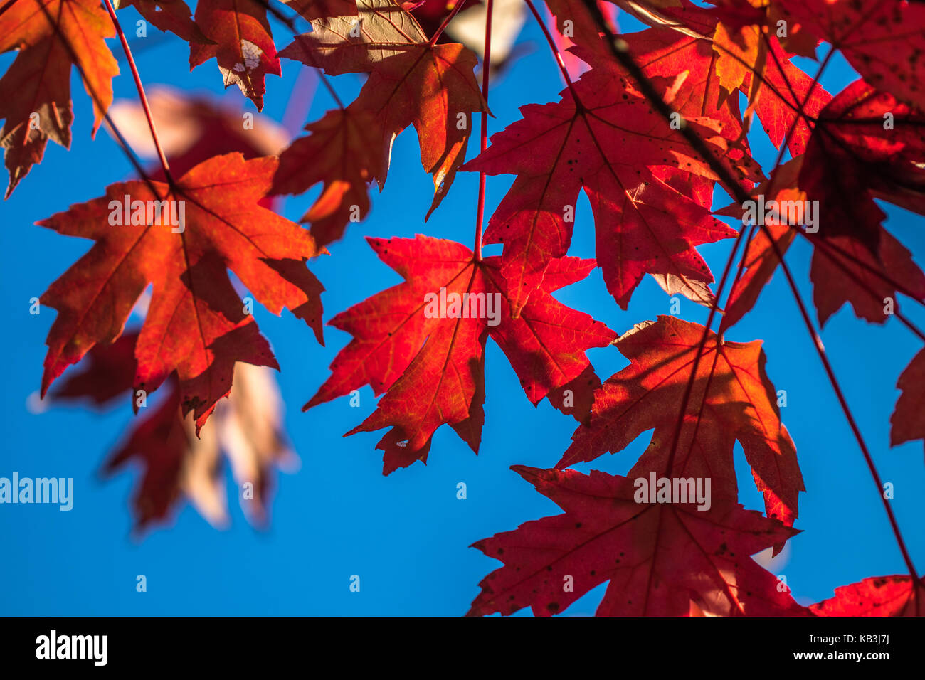 Horizontal photo of red fall maple leaves against a blue sky Stock ...