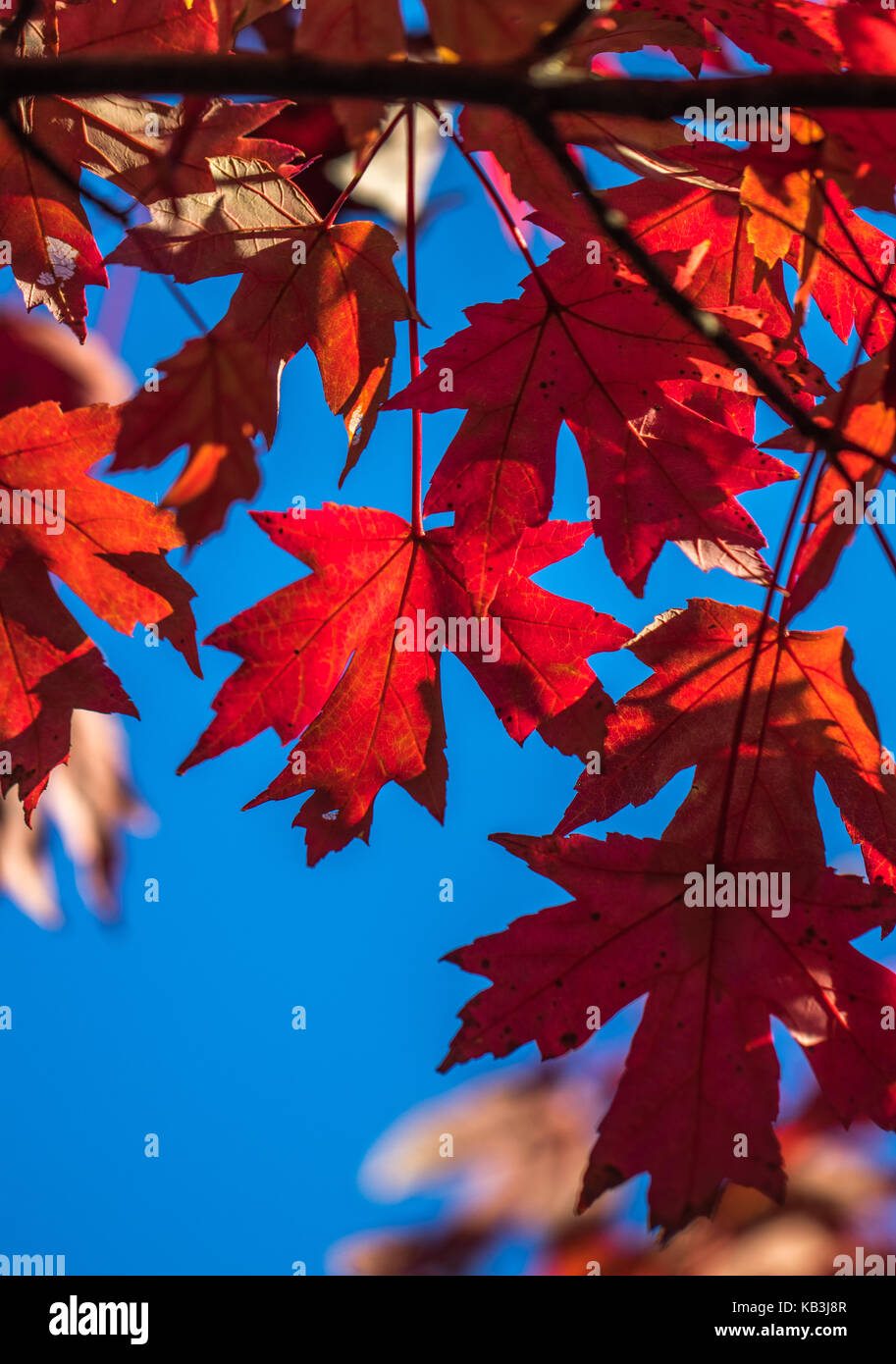 Vertical photo of red fall maple leaves against a blue sky Stock Photo ...