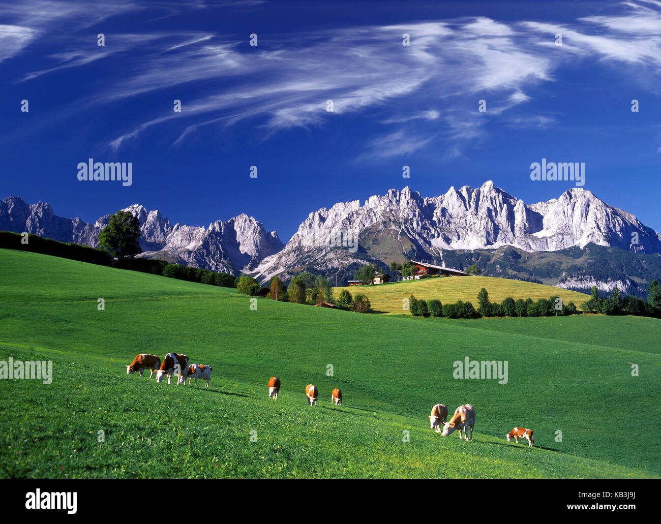 Austria, Tyrol, Going, Gingberg with cows, (M), Stock Photo