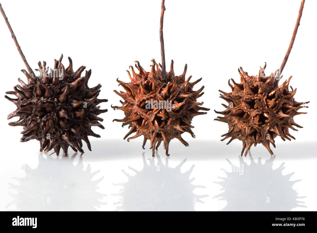 Three Sweet Gum Tree Seed Pods on white with reflections Stock Photo