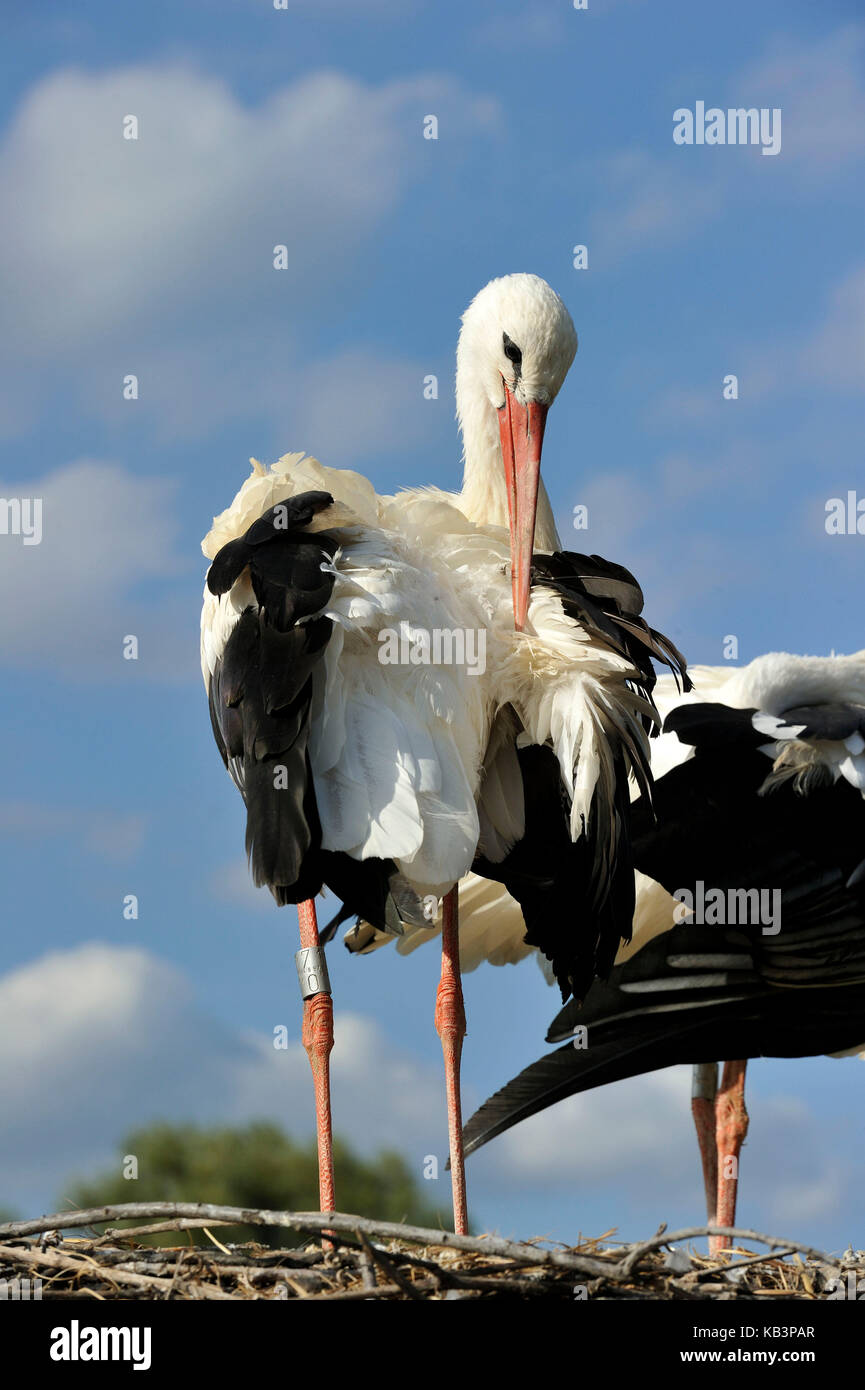 France, Haut Rhin, Hunawihr, centre for reintroduction of storks in Alsace region, White Stork (Ciconia ciconia) Stock Photo