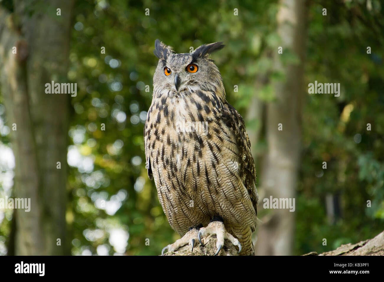 Uhu owl on a branch Stock Photo