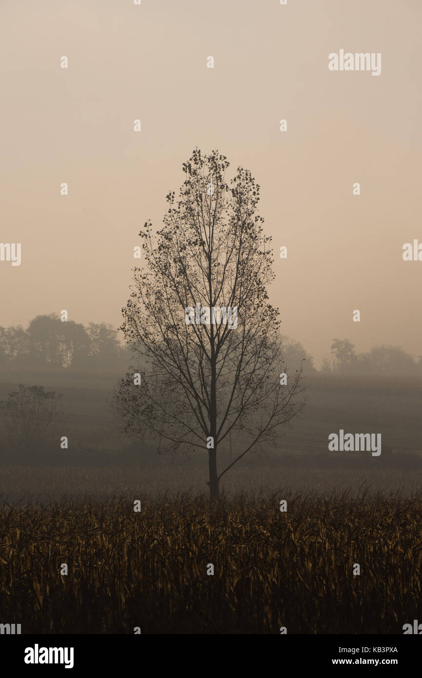 Lonely tree in autumn with foggy background Stock Photo - Alamy