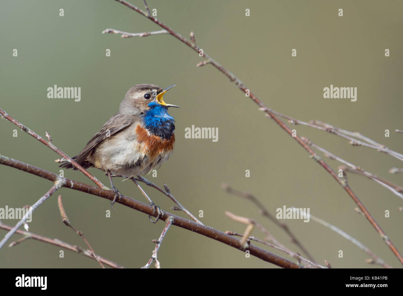 White-spotted Bluethroat / Blaukehlchen ( Luscinia svecica ) singing its song, sitting in dry branches of a birch bush, wildlife, Europe. Stock Photo
