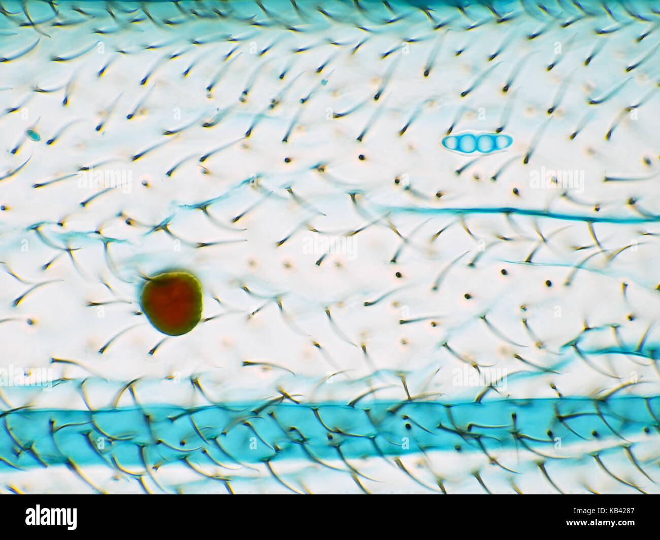 Bright field light micrograph of an insect wing mounted in lactophenol cotton blue, with a plant pollen grain and a fungal spore Stock Photo