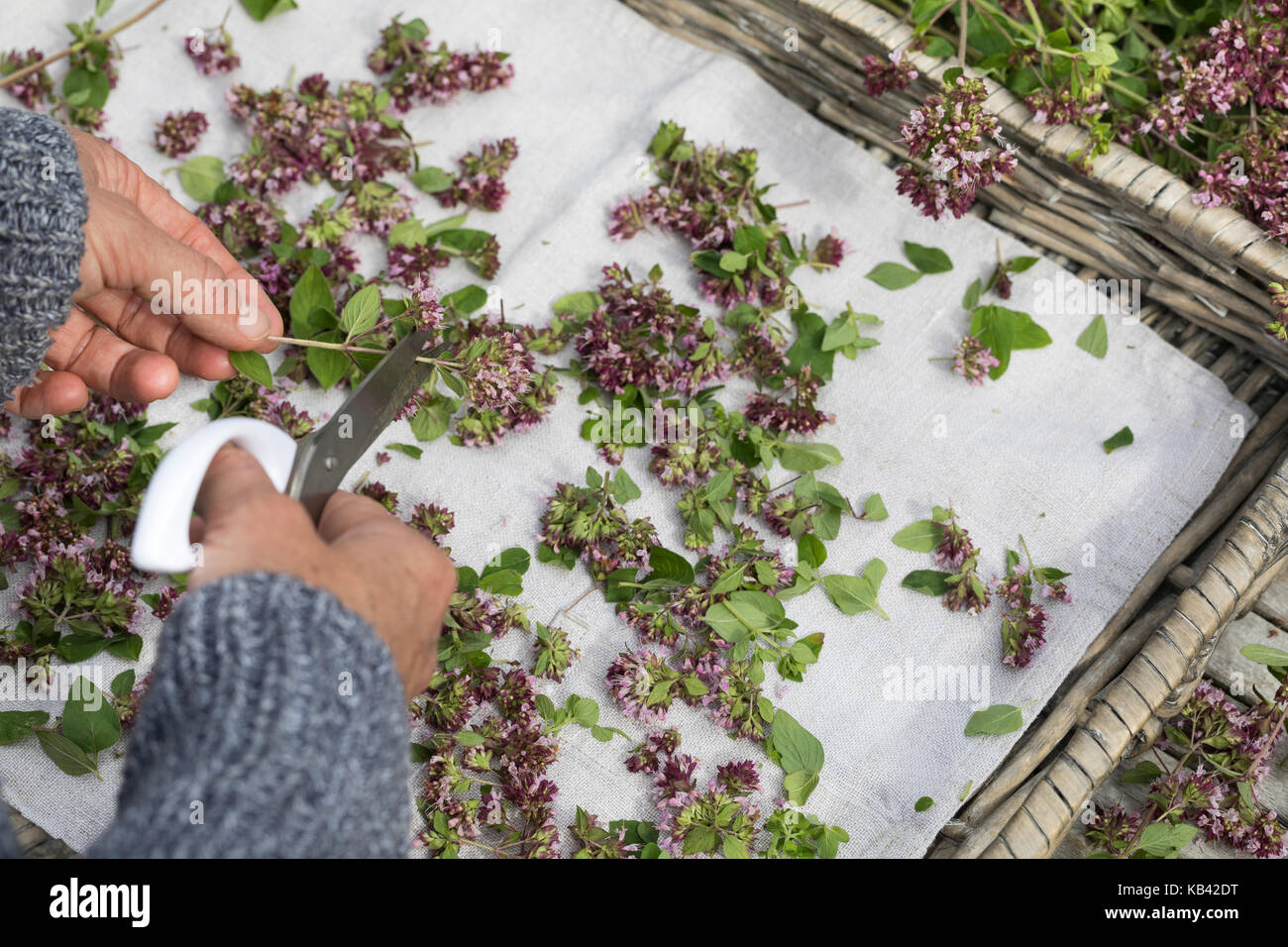 Oregano Trocknen Krauterernte Oregano Wilder Dost Echter Dost