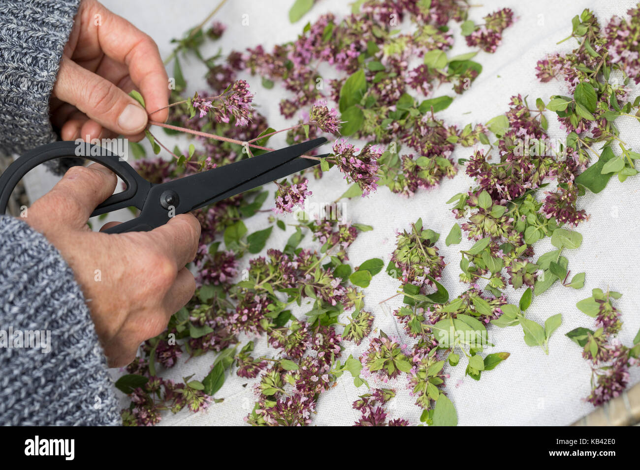 Oregano trocknen, Kräuterernte, Oregano, Wilder Dost, Echter Dost, Gemeiner  Dost, Origanum vulgare, Oregano, Oreganum, Wild Marjoram, L'origan ou orig  Stock Photo - Alamy