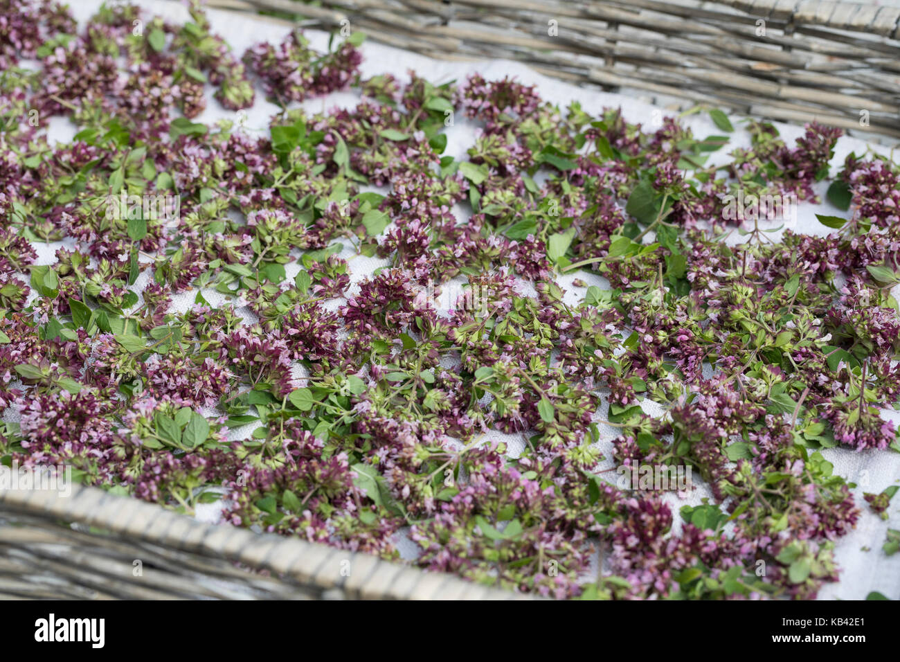 Oregano Trocknen Krauterernte Oregano Wilder Dost Echter Dost