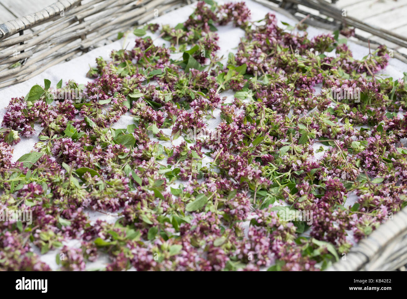 Oregano Trocknen Krauterernte Oregano Wilder Dost Echter Dost