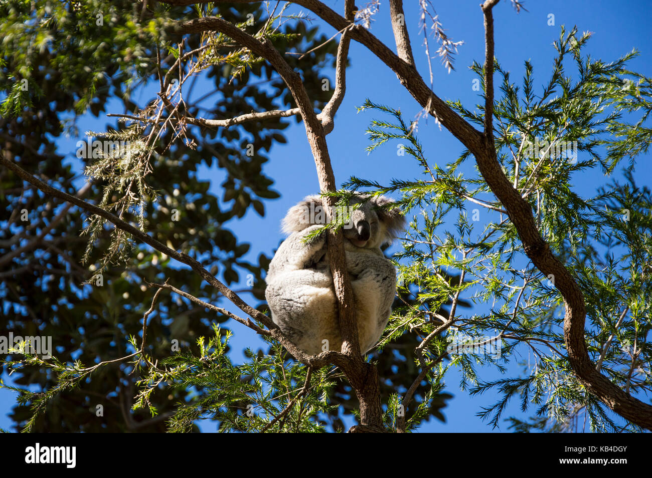 Koala on a tree Australia Stock Photo Alamy