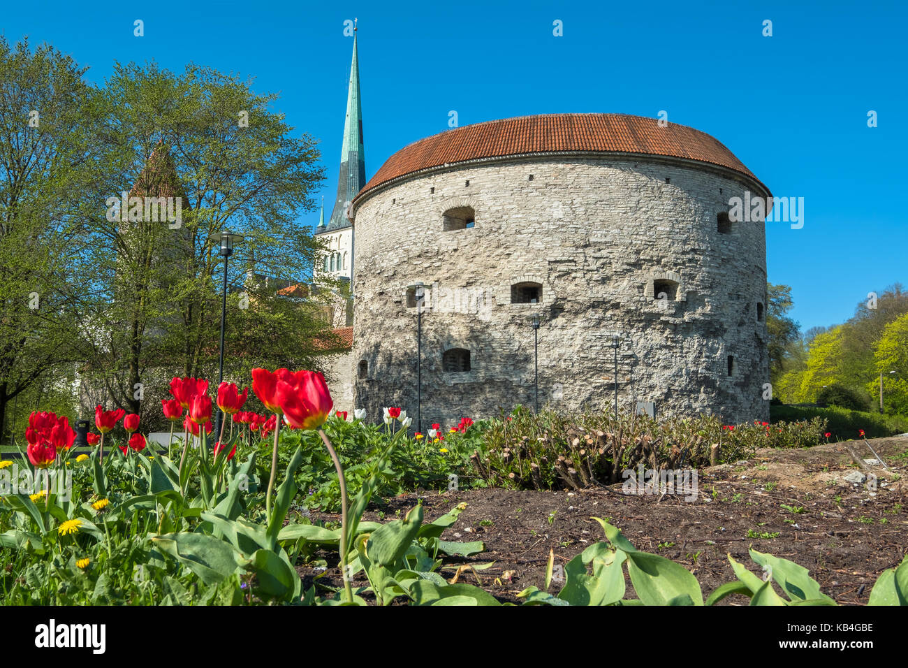 View of the Fat Margaret tower and st. Olav's Church. Tallinn, Estonia, EU Stock Photo