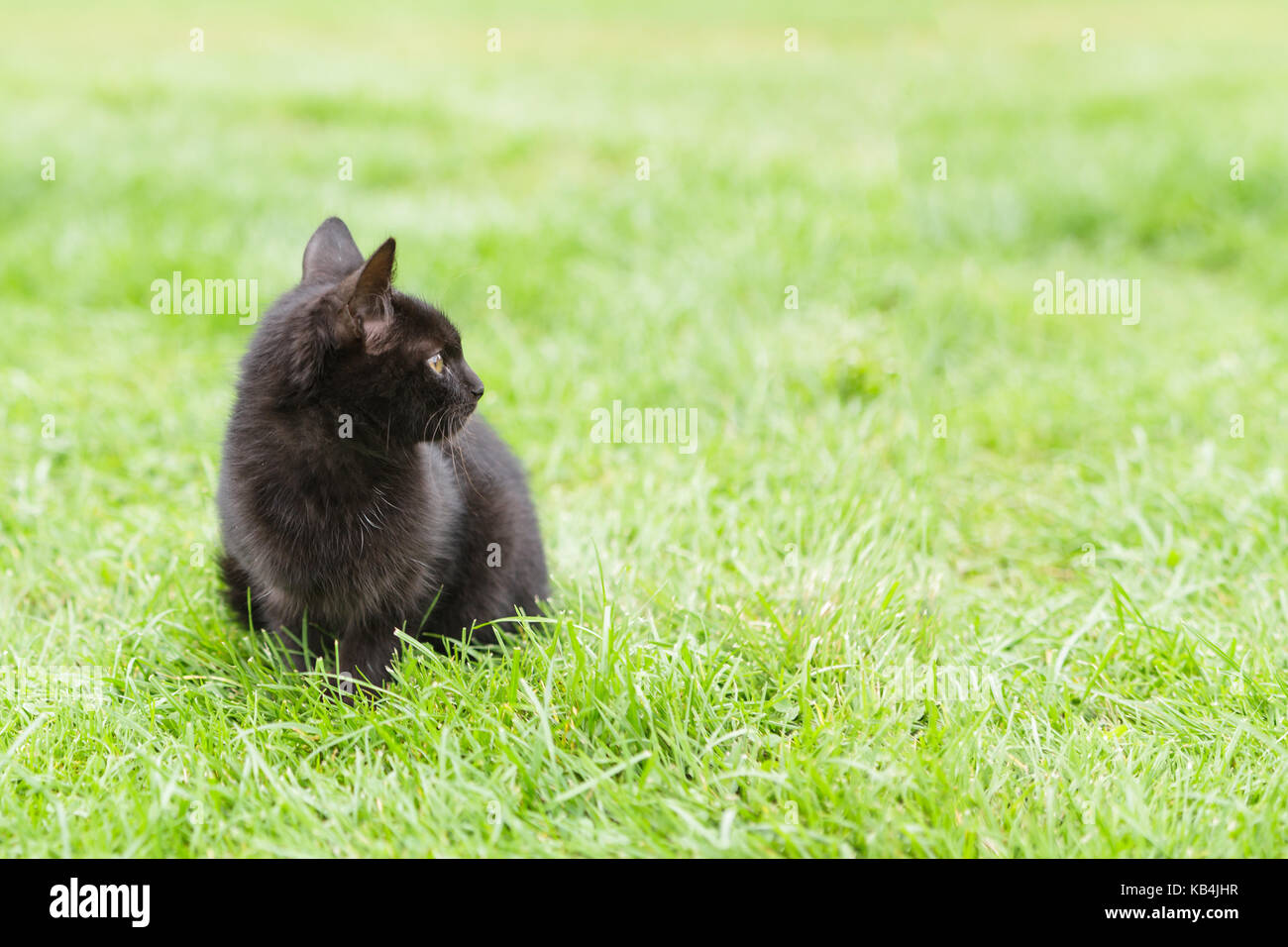 Little black kitten sitting on green lawn looking sideways Stock Photo ...