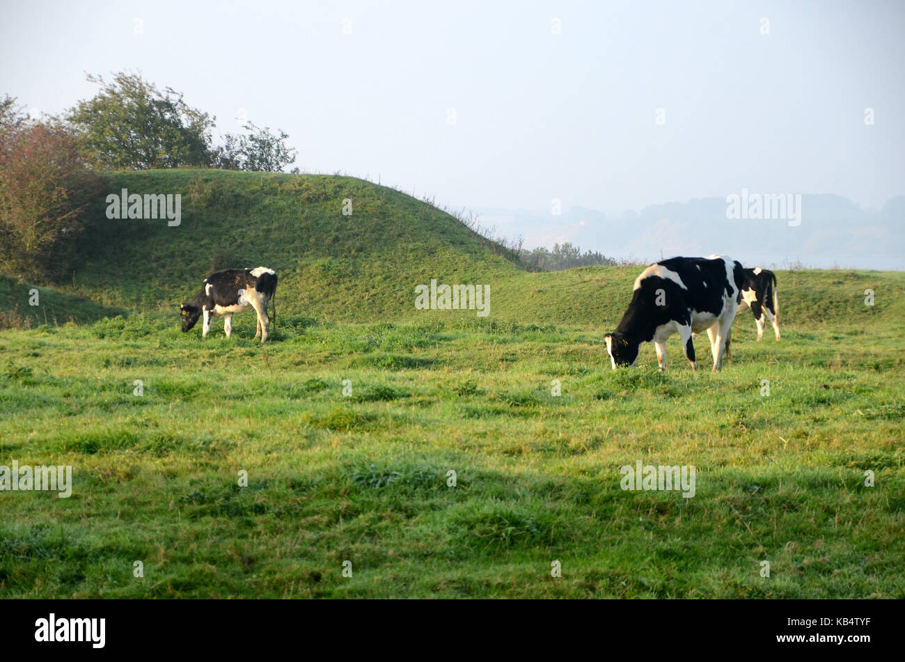 Grazing black and white cattle seen grazing in a sloped landscape. Stock Photo