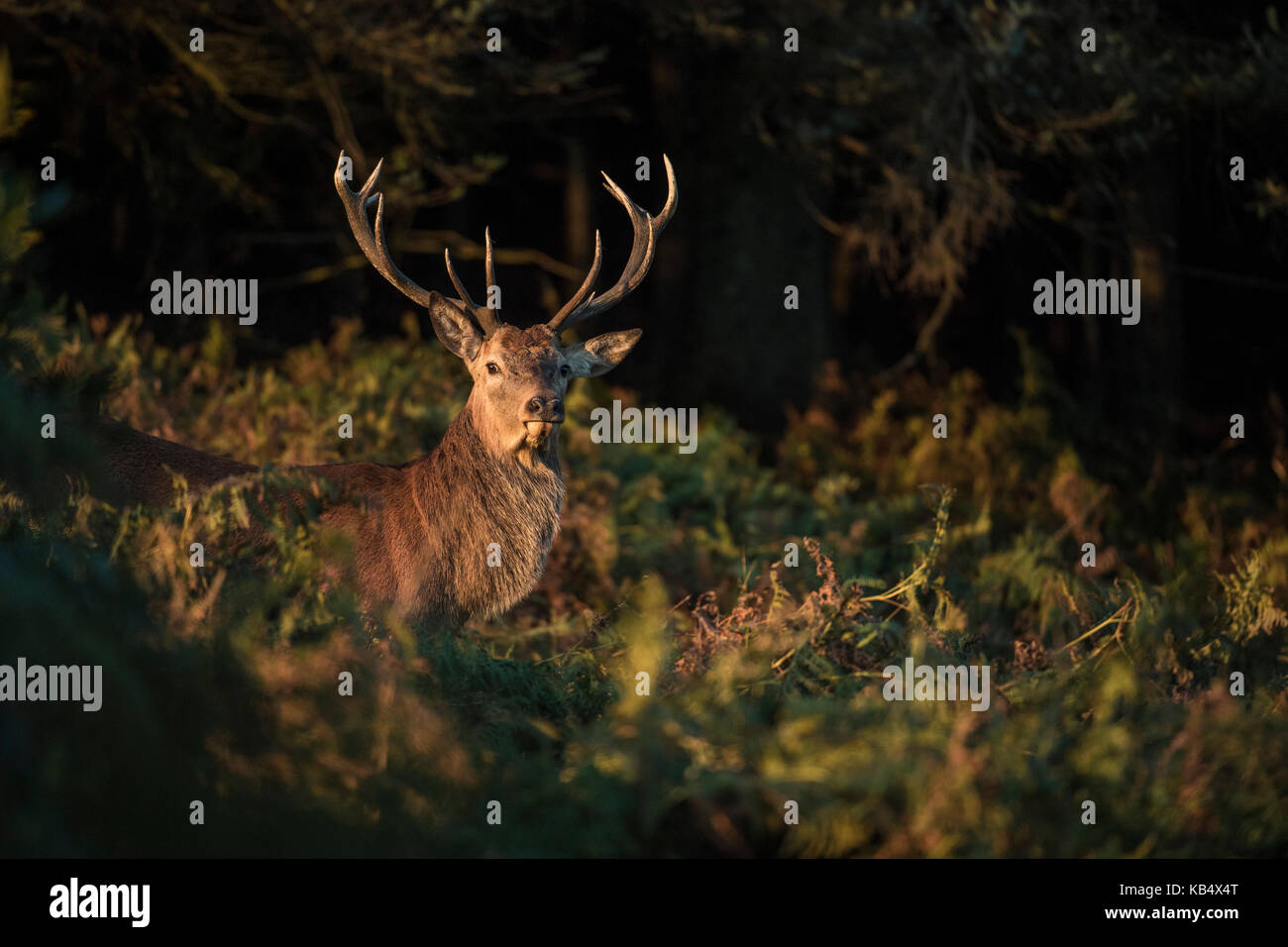 Red Deer Stag in autumn bracken Stock Photo